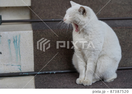 浅草の今戸神社の猫のナミちゃんがあくびしている様子 浅草の今戸神社の猫のナミちゃんがあくびしている様子 87387520