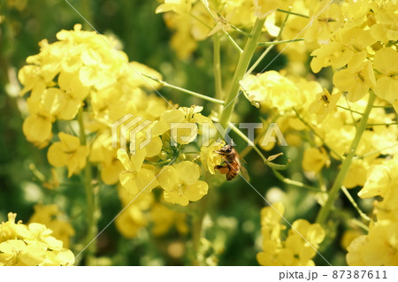 花粉団子ミツバチ 花粉団子ミツバチ 87387611