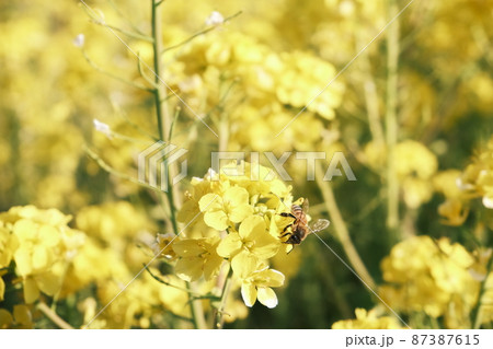 花粉団子ミツバチ 花粉団子ミツバチ 87387615