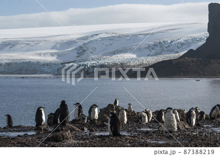 Gentoo Penguin,Hannah Point, Antartica Gentoo Penguin,Hannah Point, Antartica 87388219