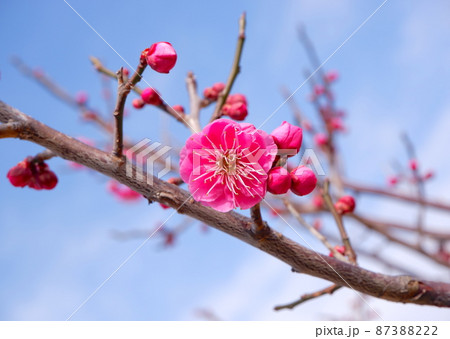 梅の花（ヤエカンコウ） 87388222