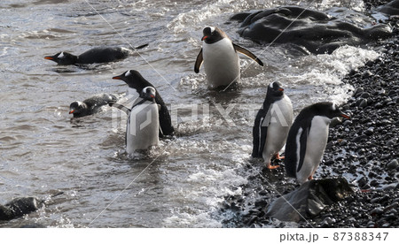 Gentoo Penguin,Hannah Point, Antartica 87388347