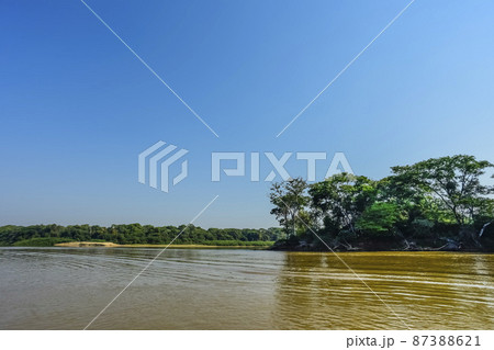 Pantanal forest ecosystem, Mato Grosso, Brazil 87388621
