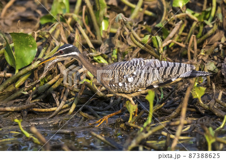 Sunbittern, in a jungle environment, Pantanal Brazil 87388625