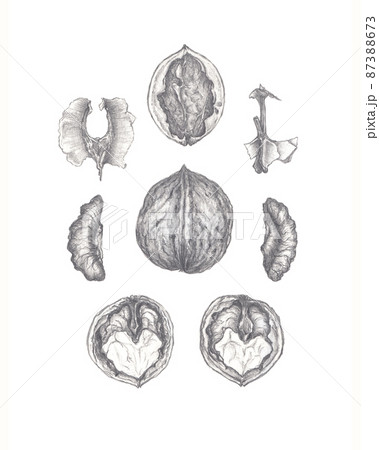 Pencil sketch of common walnut, Juglans regia botanical illustration 87388673