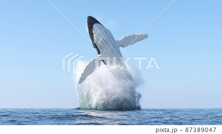 Humpback whale jumps out of the waterのイラスト素材 [87389047] - PIXTA