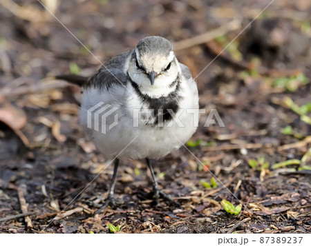 ハクセキレイ 87389237