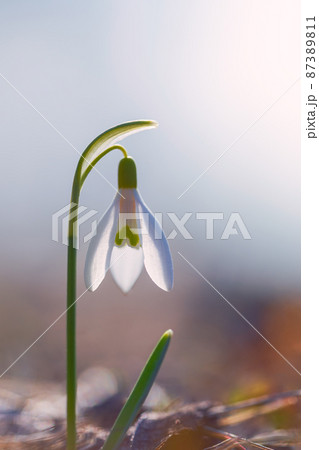 Spring snowdrop flowers blooming in sunny day Spring snowdrop flowers blooming in sunny day 87389811