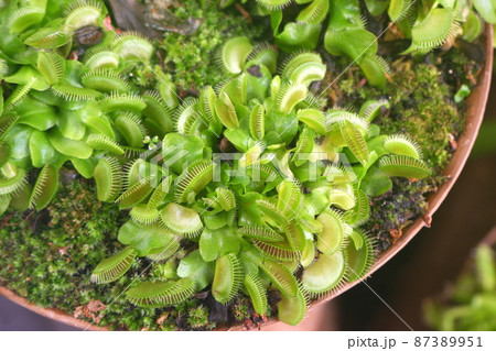 ハエトリソウ 87389951