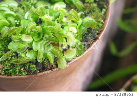 ハエトリソウ 87389953