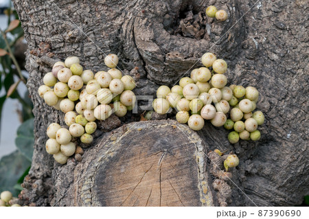 Ficus racemosa fruits grow on tree trunk. ( cluster fig, red river fig or gular ) Ficus racemosa fruits grow on tree trunk. ( cluster fig, red river fig or gular ) 87390690