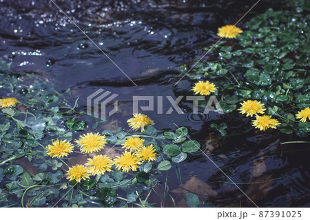 水に浮かぶ花 タンポポ 水に浮かぶ花 タンポポ 87391025