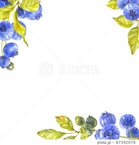 Blueberry greeting card. Berries and leaves. Watercolor illustration Blueberry greeting card. Berries and leaves. Watercolor illustration 87392078