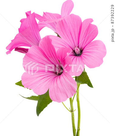 pink mallow isolated pink mallow isolated 87392229
