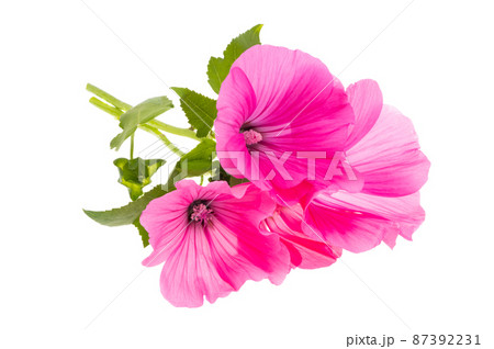 pink mallow isolated 87392231