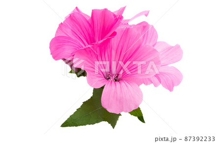 pink mallow isolated pink mallow isolated 87392233