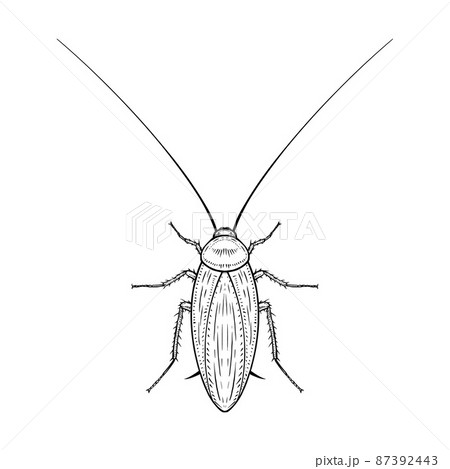 Mustachioed cockroach. Vector illustration in cartoon style on a white background. 87392443