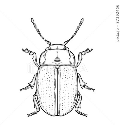 Bug. Vector illustration in graphic style isolated on white background. 87392456