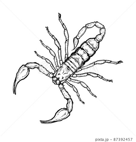Scorpion. Vector illustration in cartoon style on a white background. 87392457