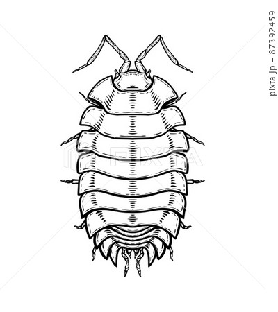 Woodlouse. Vector illustration in cartoon style on a white background. Woodlouse. Vector illustration in cartoon style on a white background. 87392459