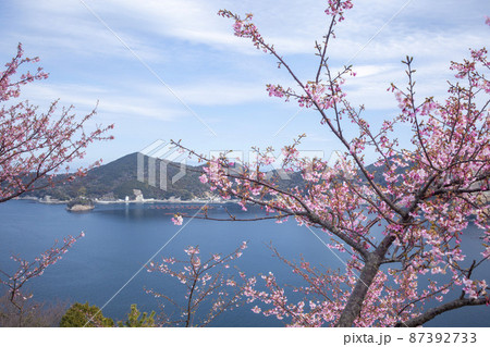 四浦半島と河津桜 四浦半島と河津桜 87392733