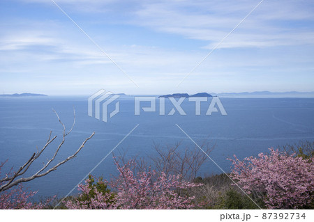 四浦半島と河津桜 87392734