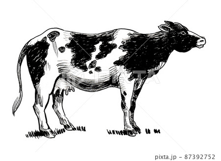 Milk cow. Ink black and white drawing 87392752