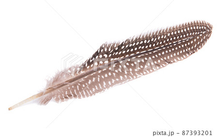 colored pheasant feathers isolated colored pheasant feathers isolated 87393201