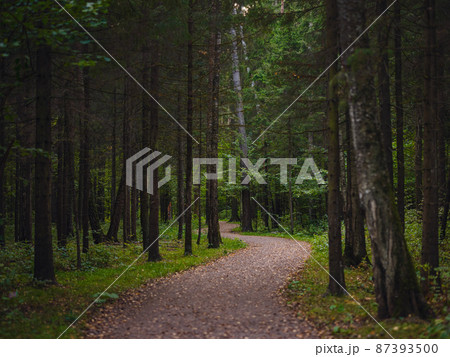 traditional forest of central Russia, summer sunset 87393500