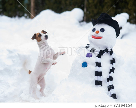 Jack Russell Terrier dog making a snowman. Winter fun. Jack Russell Terrier dog making a snowman. Winter fun. 87394154