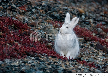 Mountain hare (Lepus timidus). A white hare sits on a mountainside. 87394525