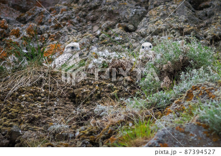 Gyrfalcon chicks (Falco rusticolus) 87394527