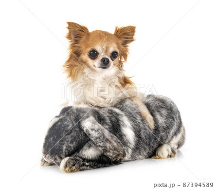 Lop rabbit rhoen and chihuahua Lop rabbit rhoen and chihuahua 87394589