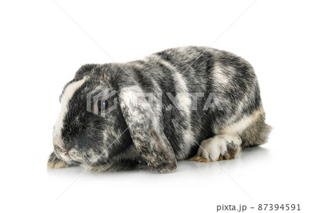 Lop rabbit rhoen in studio 87394591