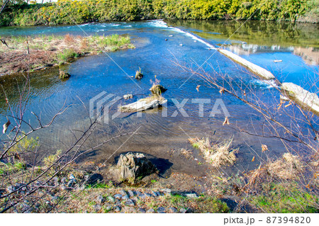 杜の都仙台 晩秋 広瀬川 御霊屋橋セコイヤ化石群 杜の都仙台 晩秋 広瀬川 御霊屋橋セコイヤ化石群 87394820