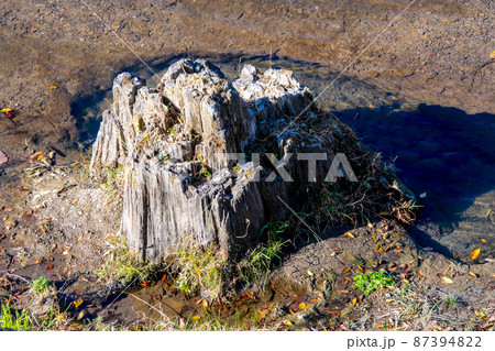 杜の都仙台 晩秋 広瀬川 御霊屋橋セコイヤ化石群 杜の都仙台 晩秋 広瀬川 御霊屋橋セコイヤ化石群 87394822