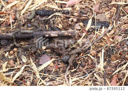 冬の草原に積もる、タヌキの溜め糞 冬の草原に積もる、タヌキの溜め糞 87395112