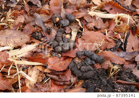 冬の草原に積もる、タヌキの溜め糞 87395141