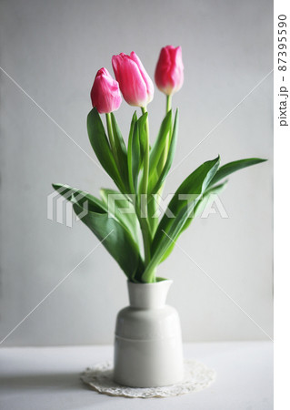 ふっくらとほころび始めた、チューリップ 87395590