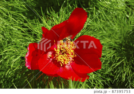Beautiful red flowers grow in the mountains. Unusual purple plants on the background of green grass on the hills. Beautiful red flowers grow in the mountains. Unusual purple plants on the background of green grass on the hills. 87395753
