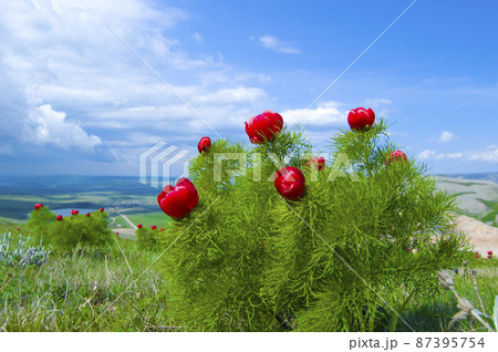 Beautiful red flowers grow in the mountains. Unusual purple plants on the background of green grass on the hills. Beautiful red flowers grow in the mountains. Unusual purple plants on the background of green grass on the hills. 87395754