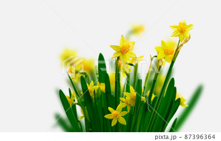 Yellow daffodil flowers 87396364