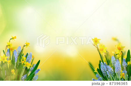 Yellow daffodil flowers 87396365