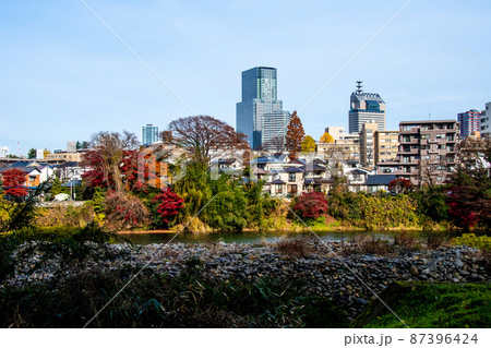 杜の都仙台　晩秋　広瀬川　愛宕緑地対岸の紅葉と街並み 87396424