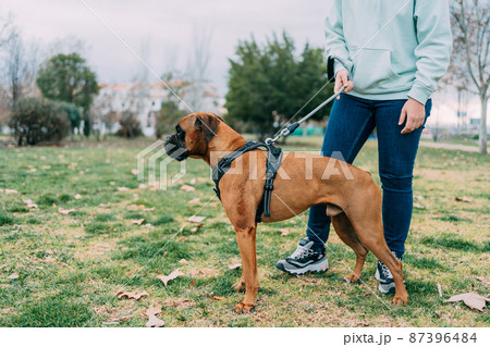 photo of a boxer breed dog caught by its owner on the leash photo of a boxer breed dog caught by its owner on the leash 87396484