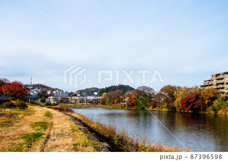 杜の都仙台　晩秋　広瀬川　愛宕緑地対岸上流の紅葉と街並み 87396598