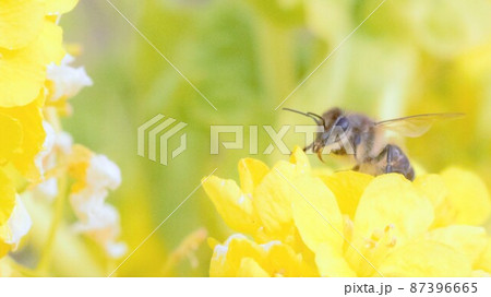 菜の花畑でカメラ目線の蜜蜂 菜の花畑でカメラ目線の蜜蜂 87396665