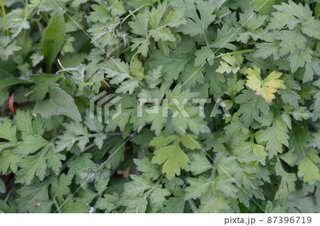 よもぎ背景 87396719