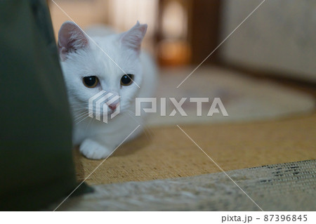 遊び中の白猫 87396845