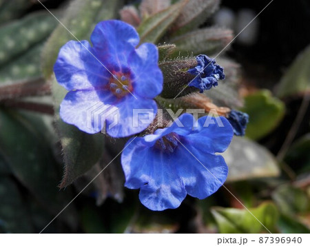 ラングワート 87396940